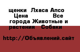 щенки  Лхаса Апсо › Цена ­ 20 000 - Все города Животные и растения » Собаки   